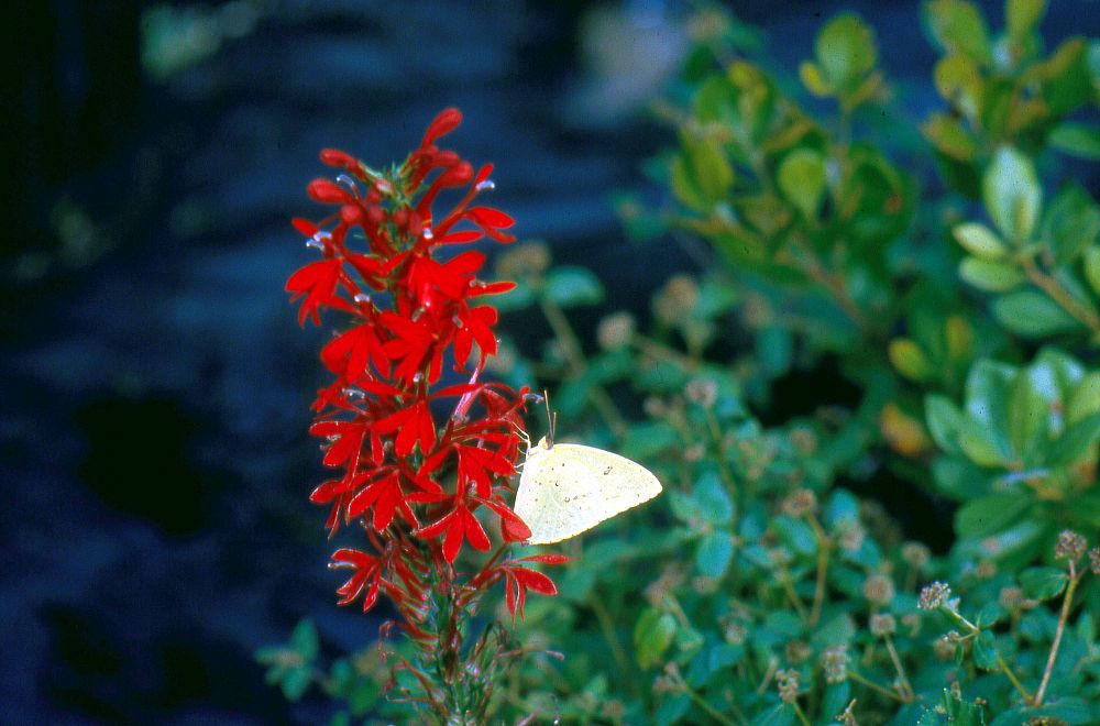 lobelia-cardinalis-cardinal-flower