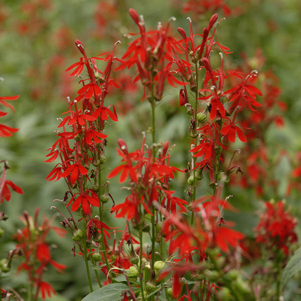 lobelia-cardinalis-cardinal-flower