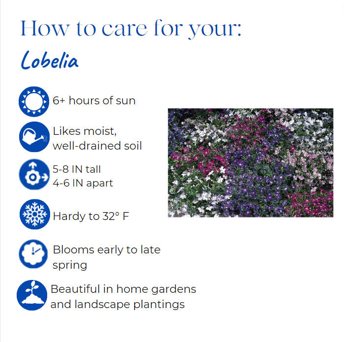 lobelia-erinus-riviera-midnight-blue-annual-lobelia-trailing-lobelia-edging-lobelia