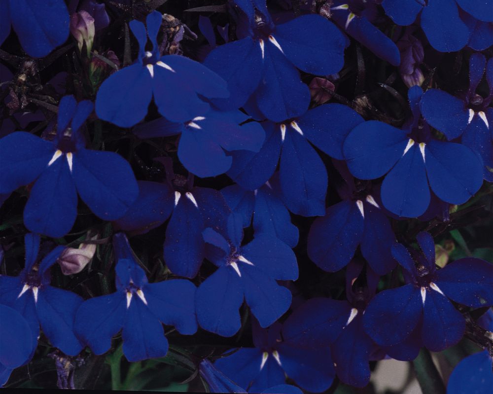 lobelia-erinus-riviera-midnight-blue-annual-lobelia-trailing-lobelia-edging-lobelia