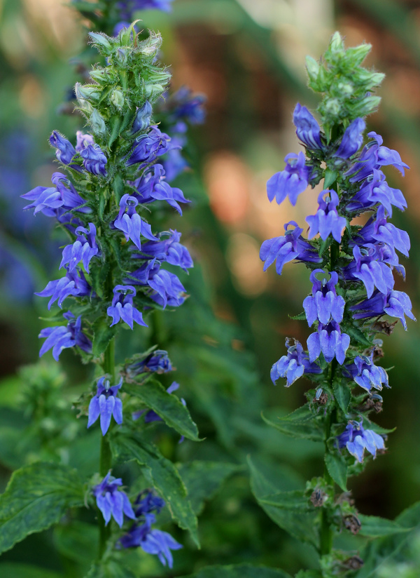 lobelia-siphilitica-great-blue-lobelia