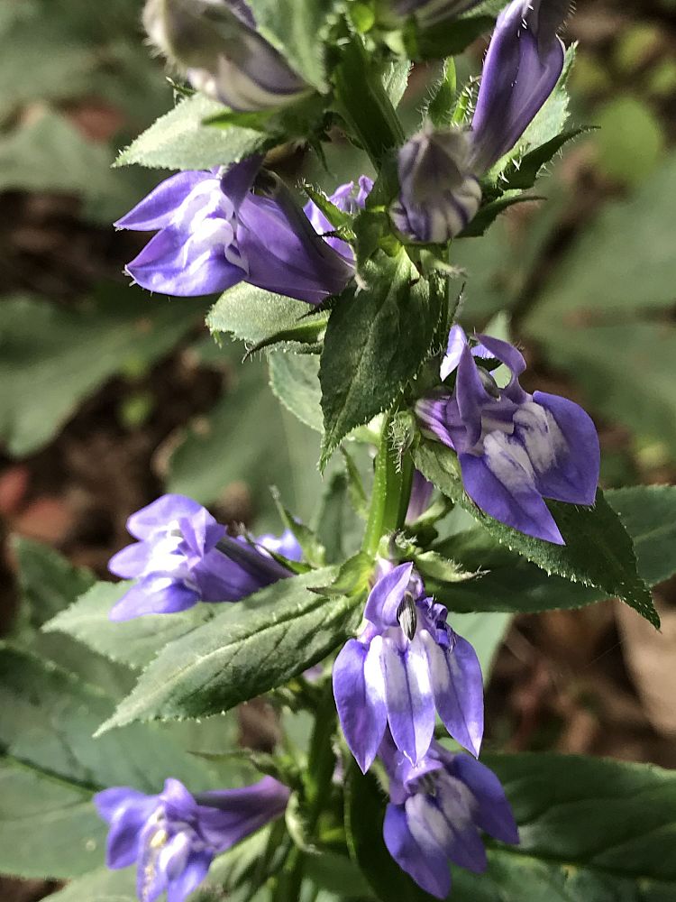 lobelia-siphilitica-great-blue-lobelia