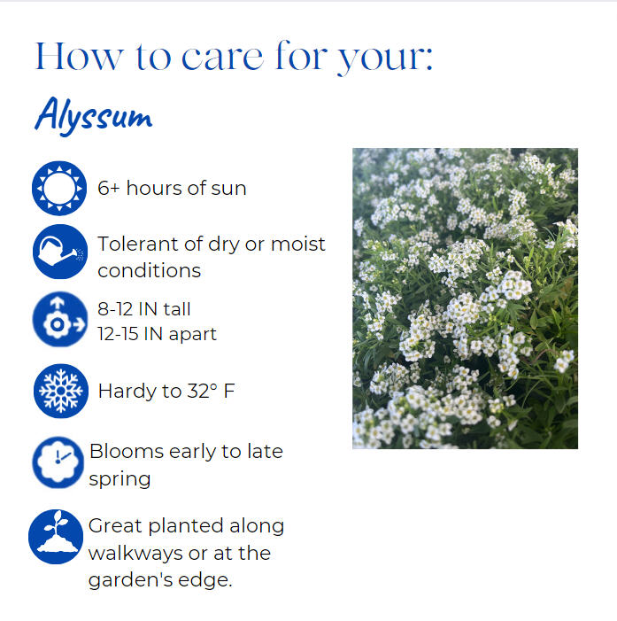 lobularia-maritima-clear-crystals-sweet-alyssum-alyssum-maritimum