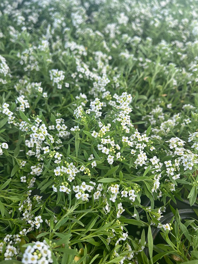 lobularia-maritima-clear-crystals-sweet-alyssum-alyssum-maritimum