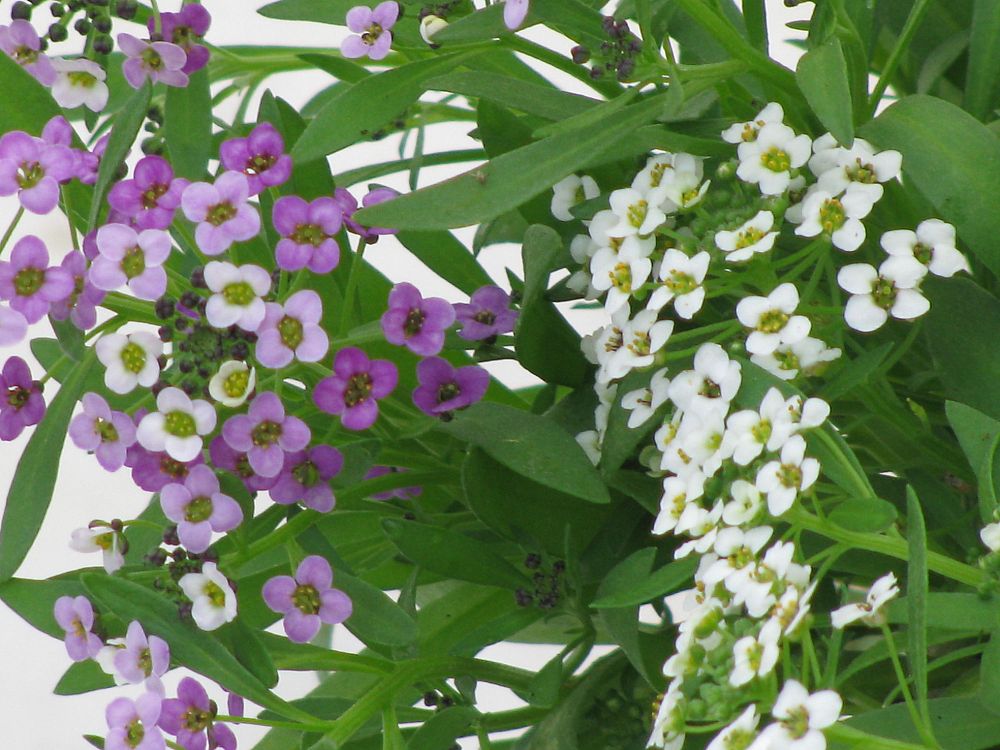 lobularia-maritima-easter-bonnet-mix-seaside-lobularia-sweet-alison-sweet-alyssum