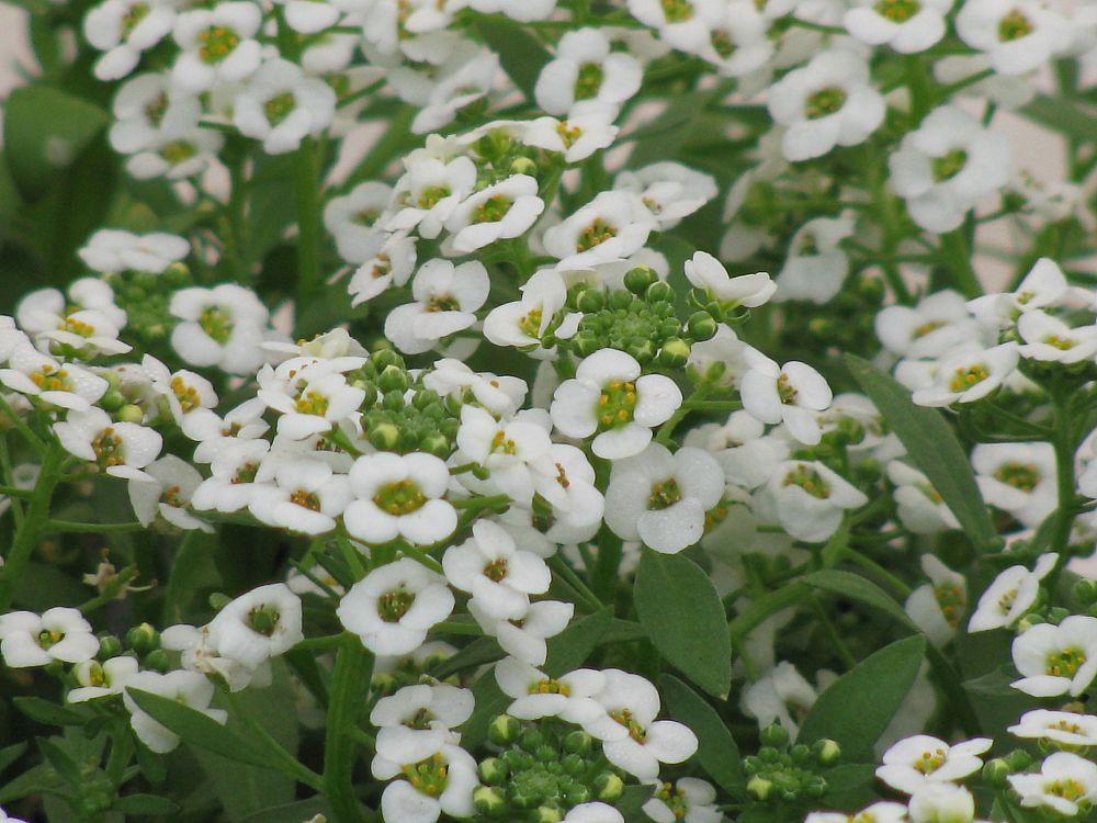 lobularia-maritima-easter-bonnet-white-seaside-lobularia-sweet-alison-sweet-alyssum