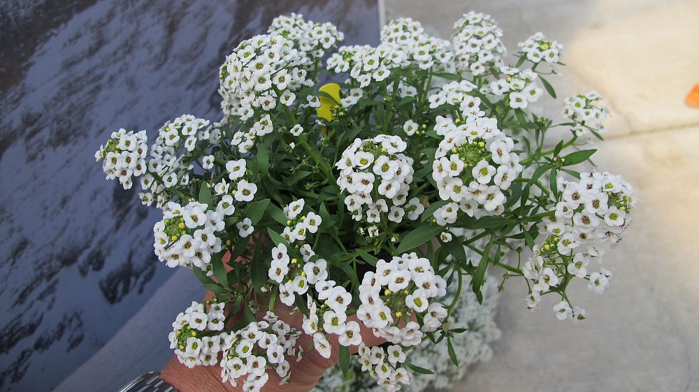 lobularia-maritima-sweet-alyssum-alyssum-maritimum