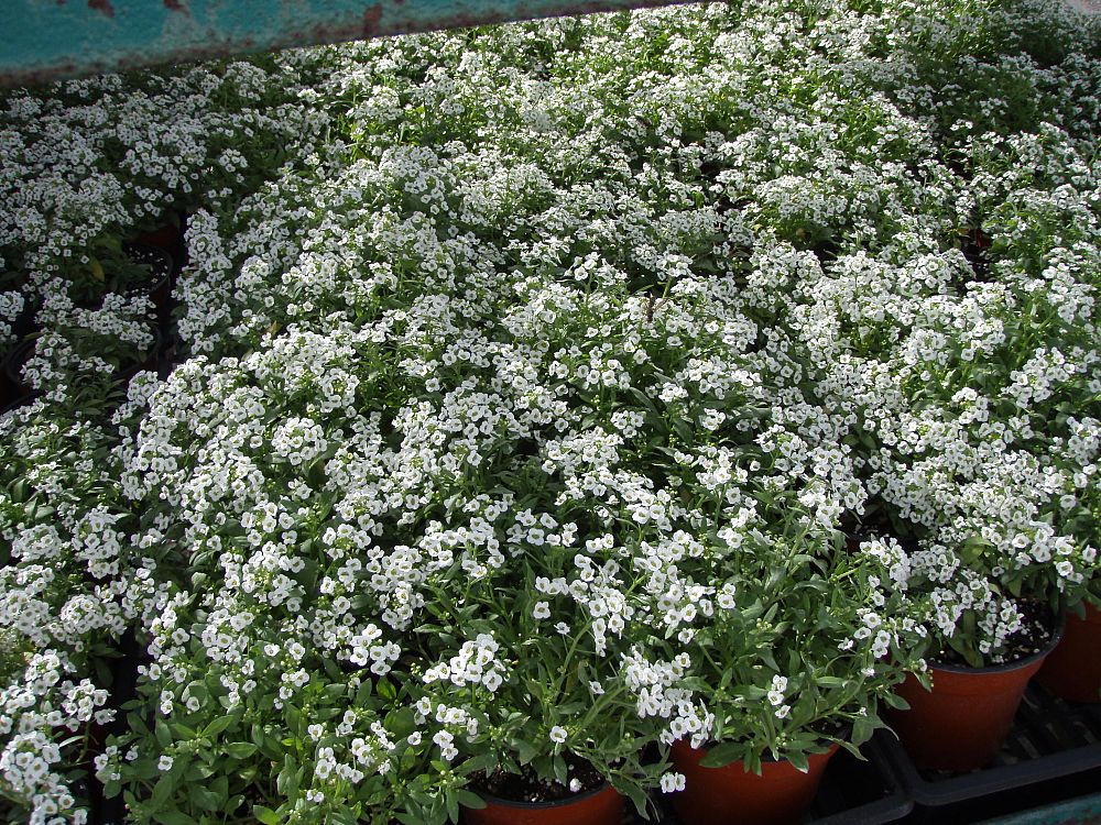 lobularia-maritima-sweet-alyssum-alyssum-maritimum