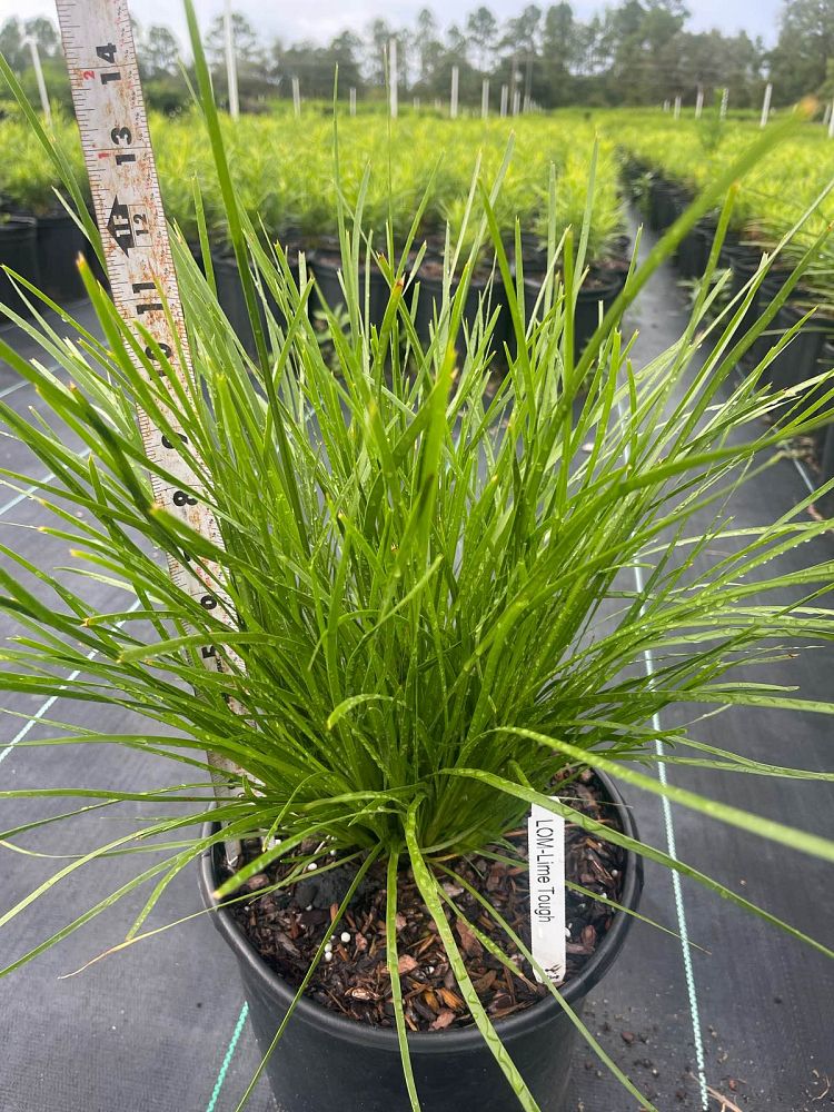 lomandra-confertifolia-ssp-rubiginosa-lomlon-lime-tough-lomandra