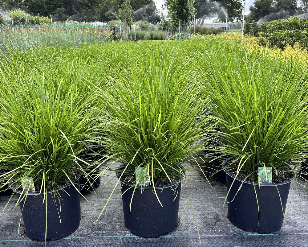 lomandra-confertifolia-ssp-rubiginosa-lomlon-lime-tough-lomandra