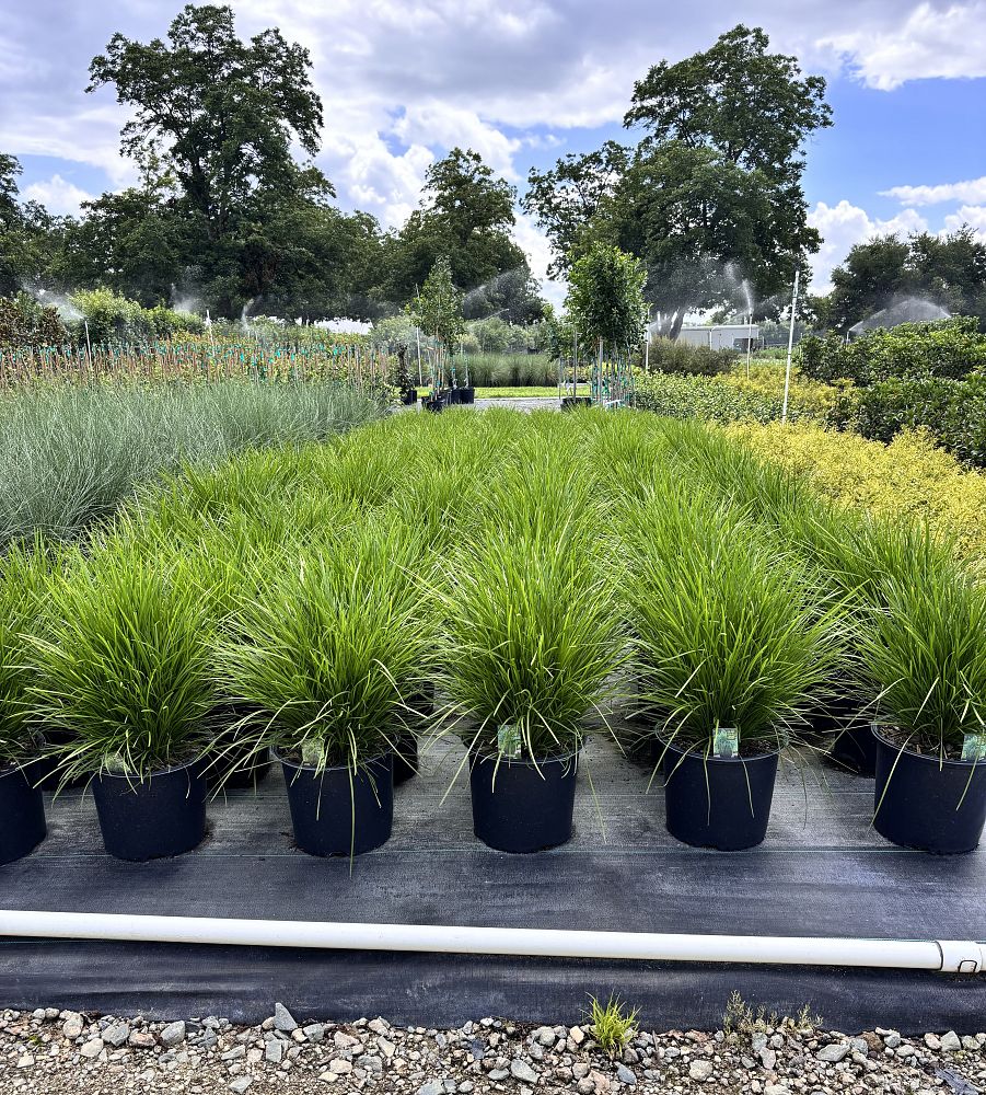 lomandra-confertifolia-ssp-rubiginosa-lomlon-lime-tough-lomandra