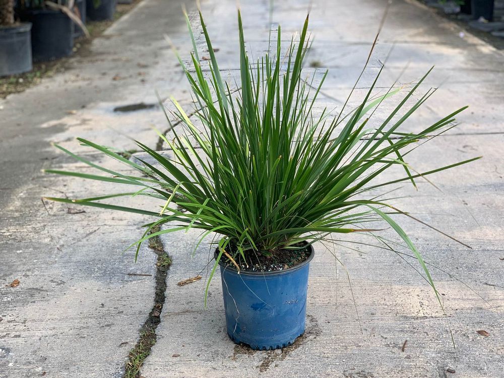 lomandra-hystrix-lhbyf-lomandra-katie-belles