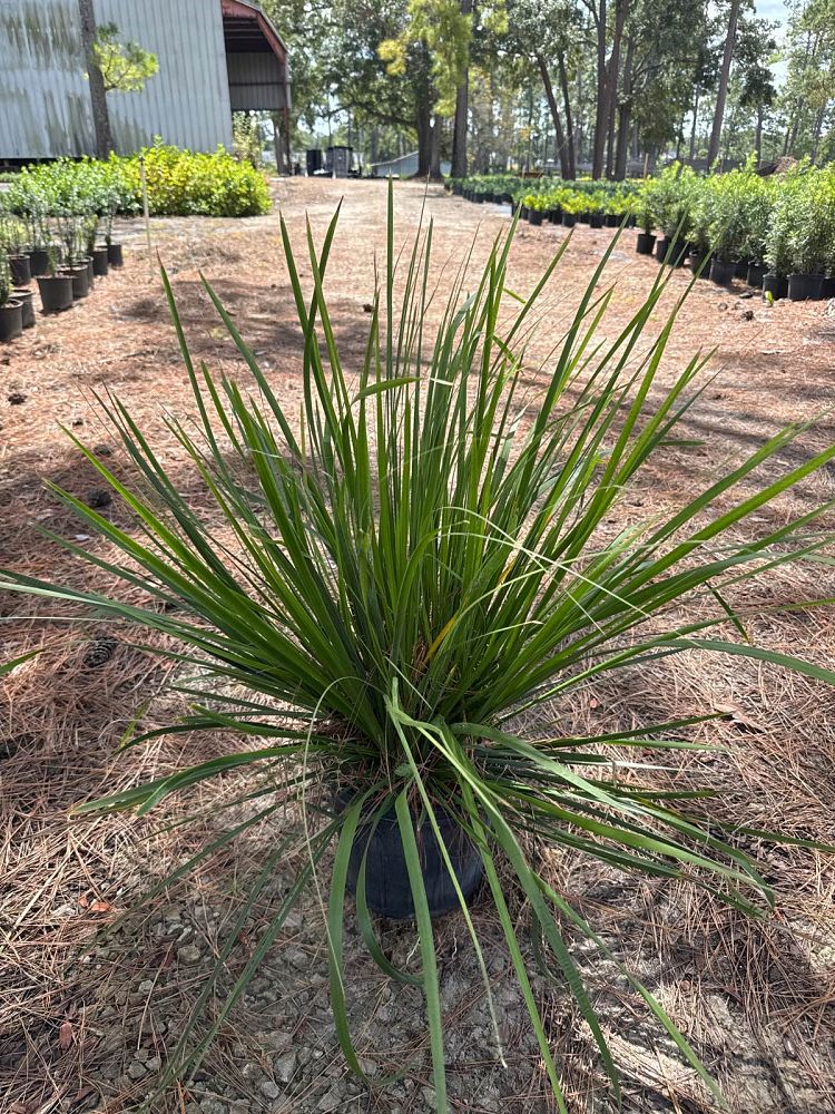 lomandra-hystrix-tropic-belle
