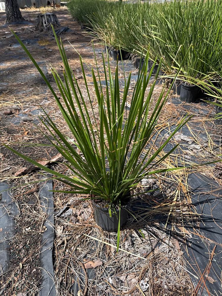 lomandra-hystrix-tropic-belle