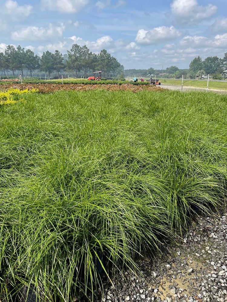 lomandra-longifolia-breeze-spiny-head-mat-rush-basket-grass