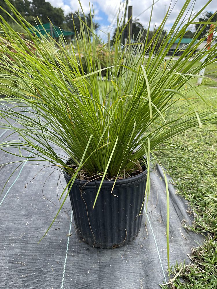 lomandra-longifolia-breeze-spiny-head-mat-rush-basket-grass