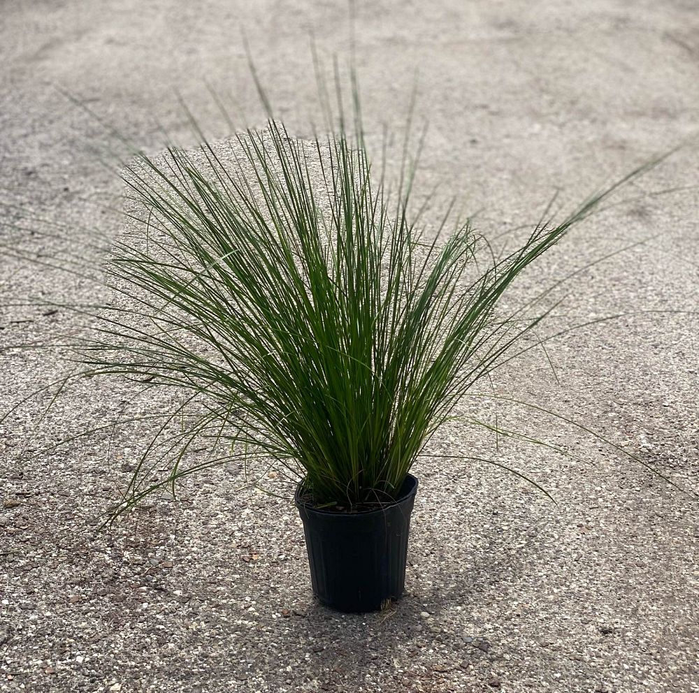 lomandra-longifolia-breeze-spiny-head-mat-rush-basket-grass