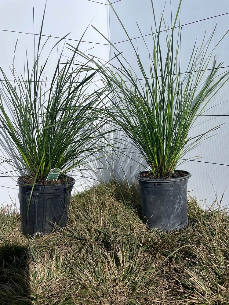 lomandra-longifolia-breeze-spiny-head-mat-rush-basket-grass