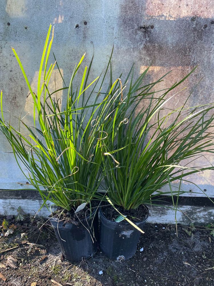 lomandra-longifolia-breeze-spiny-head-mat-rush-basket-grass