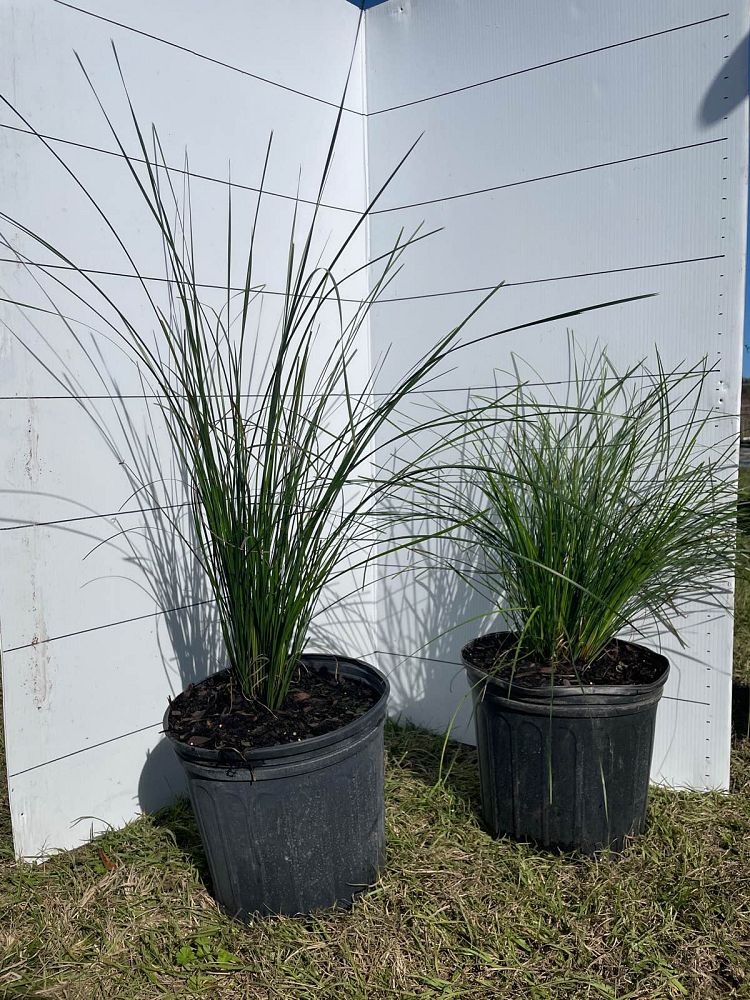 lomandra-longifolia-breeze-spiny-head-mat-rush-basket-grass