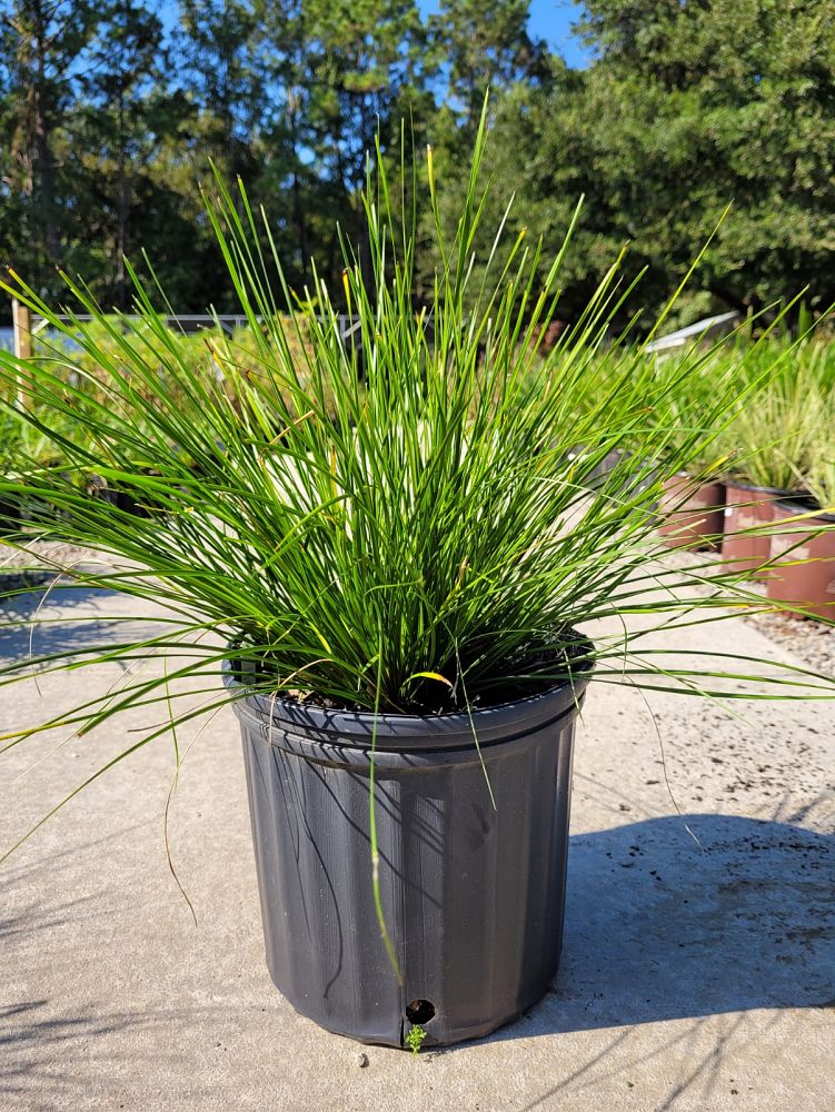 lomandra-longifolia-breeze-spiny-head-mat-rush-basket-grass