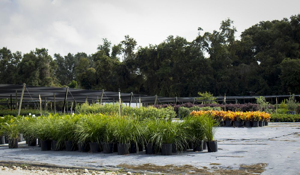lomandra-longifolia-breeze-spiny-head-mat-rush-basket-grass