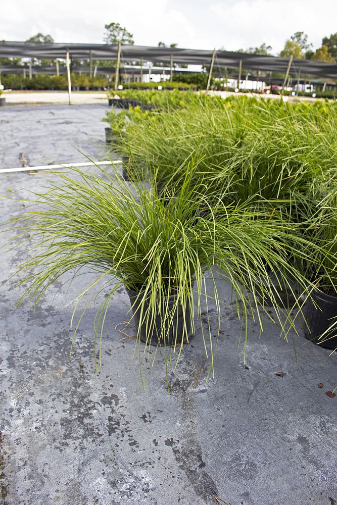 lomandra-longifolia-breeze-spiny-head-mat-rush-basket-grass