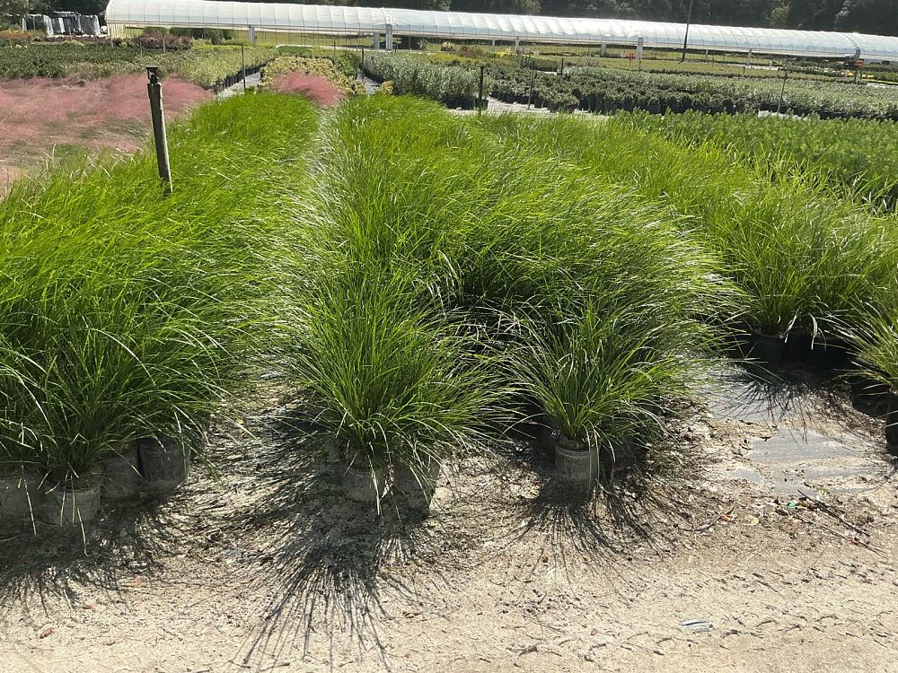 lomandra-longifolia-breeze-spiny-head-mat-rush-basket-grass