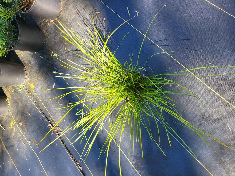 lomandra-longifolia-breeze-spiny-head-mat-rush-basket-grass