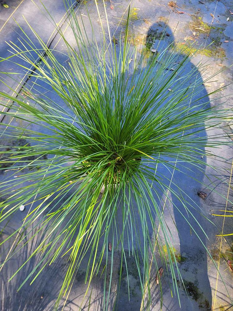 lomandra-longifolia-breeze-spiny-head-mat-rush-basket-grass