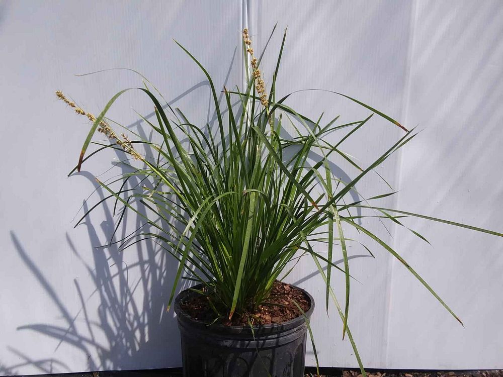 lomandra-longifolia-katrinus-deluxe-spiny-head-mat-rush-basket-grass