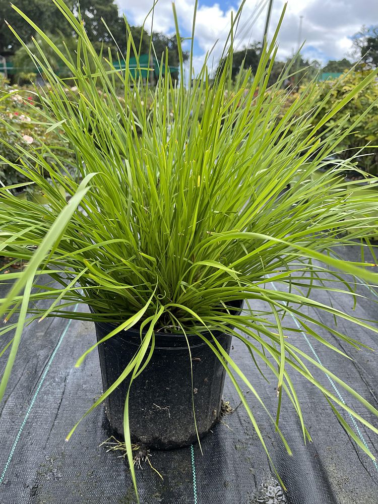 lomandra-longifolia-katrinus-deluxe-spiny-head-mat-rush-basket-grass
