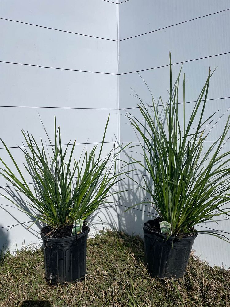 lomandra-longifolia-katrinus-deluxe-spiny-head-mat-rush-basket-grass