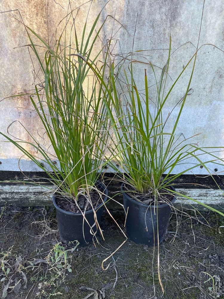 lomandra-longifolia-katrinus-deluxe-spiny-head-mat-rush-basket-grass