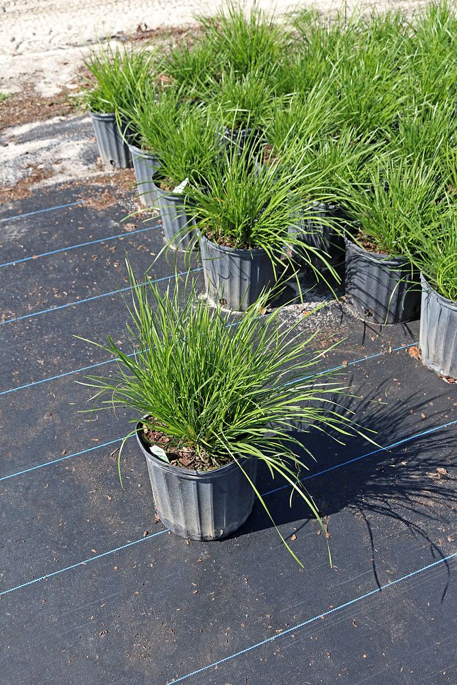 lomandra-longifolia-katrinus-deluxe-spiny-head-mat-rush-basket-grass