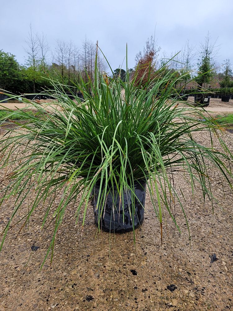 lomandra-longifolia-katrinus-deluxe-spiny-head-mat-rush-basket-grass