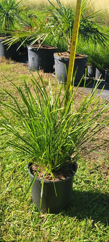 lomandra-longifolia-katrinus-deluxe-spiny-head-mat-rush-basket-grass