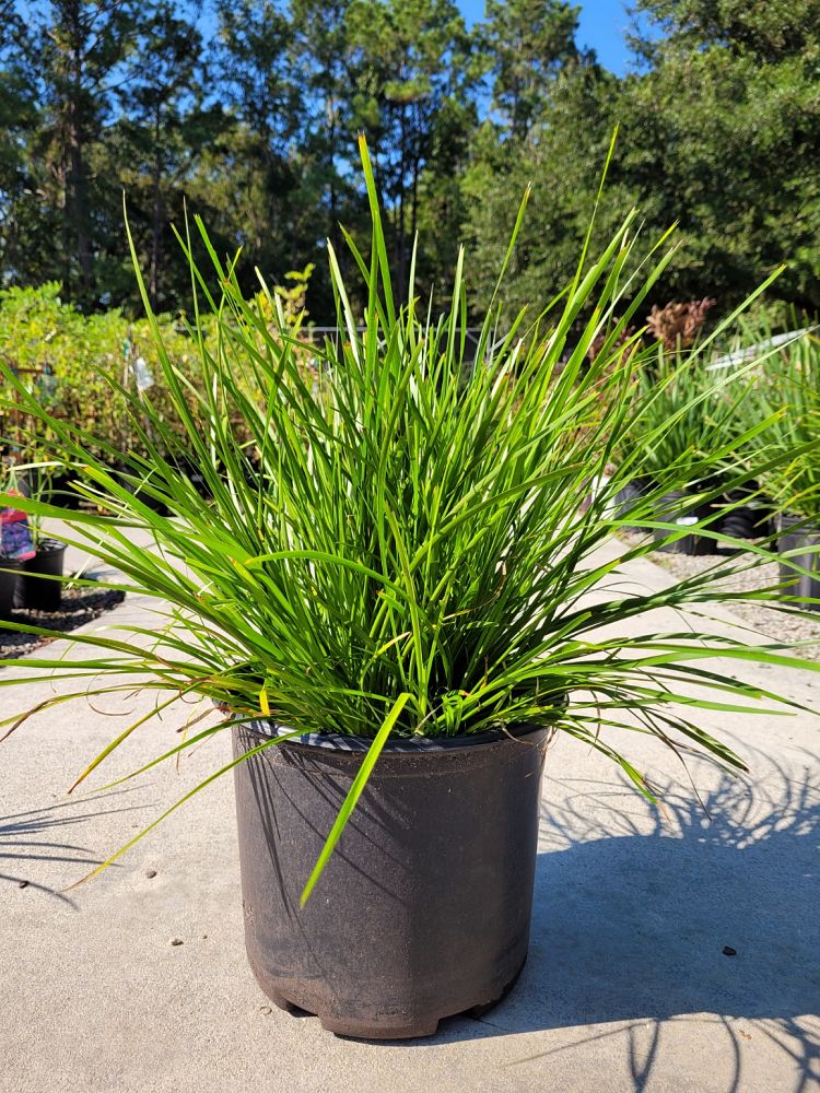 lomandra-longifolia-katrinus-deluxe-spiny-head-mat-rush-basket-grass