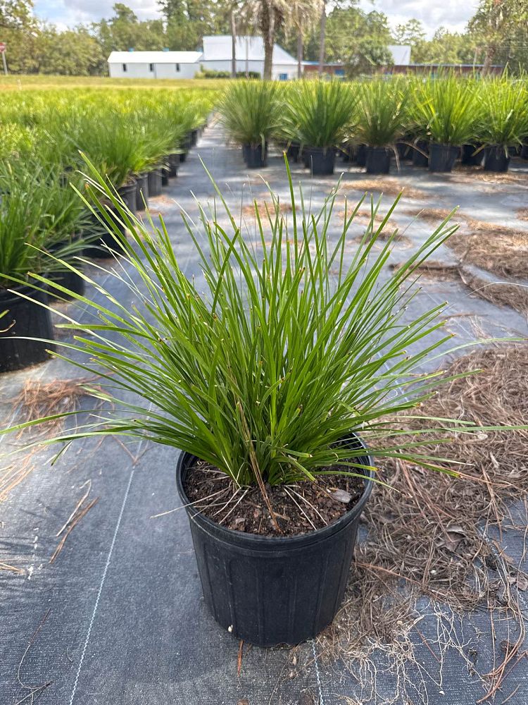 lomandra-longifolia-katrinus-deluxe-spiny-head-mat-rush-basket-grass