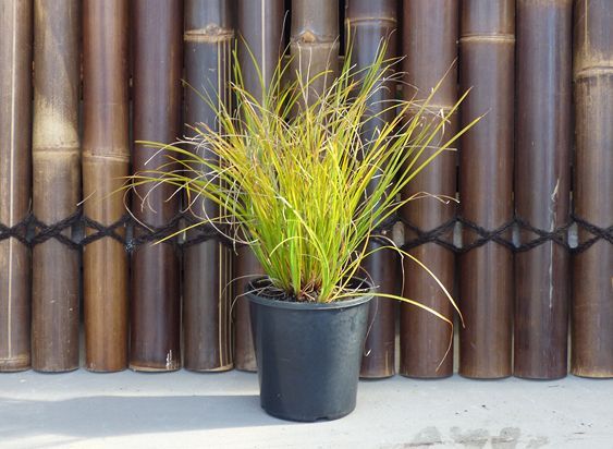 lomandra-longifolia-lm300-spiny-head-mat-rush-basket-grass