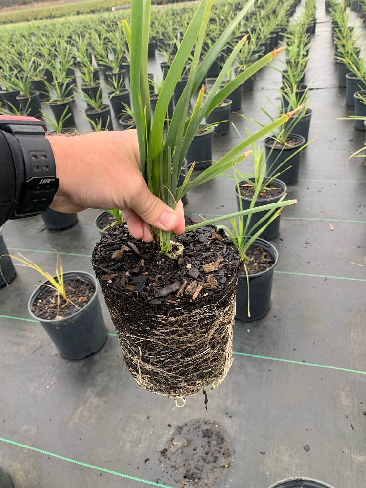 lomandra-longifolia-spiny-head-mat-rush-basket-grass