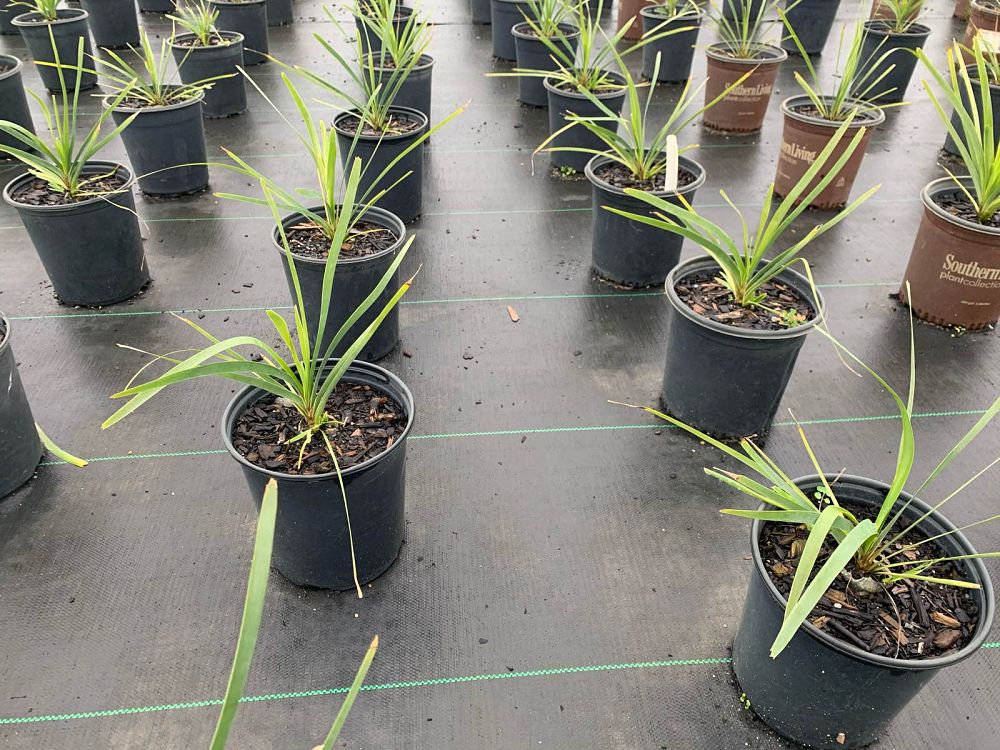 lomandra-longifolia-spiny-head-mat-rush-basket-grass