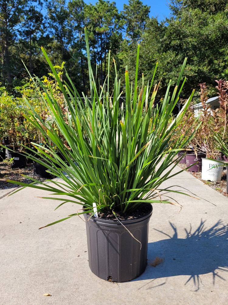 lomandra-longifolia-spiny-head-mat-rush-basket-grass