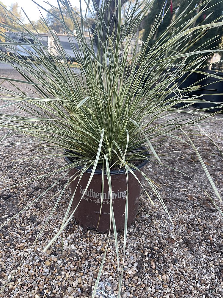 lomandra-platinum-beauty