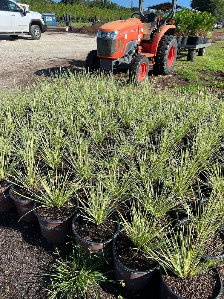 lomandra-platinum-beauty