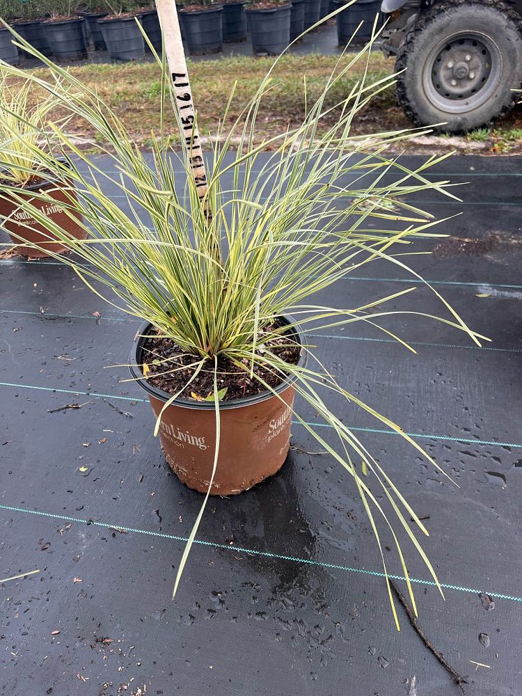 lomandra-platinum-beauty