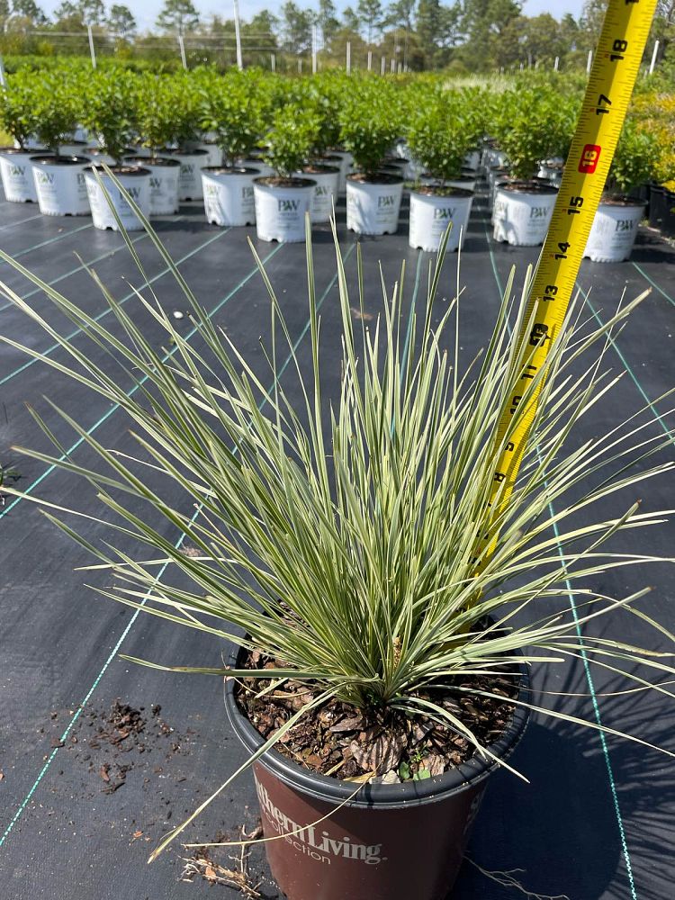 lomandra-platinum-beauty