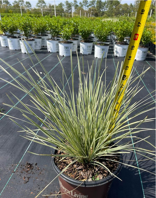 lomandra-platinum-beauty