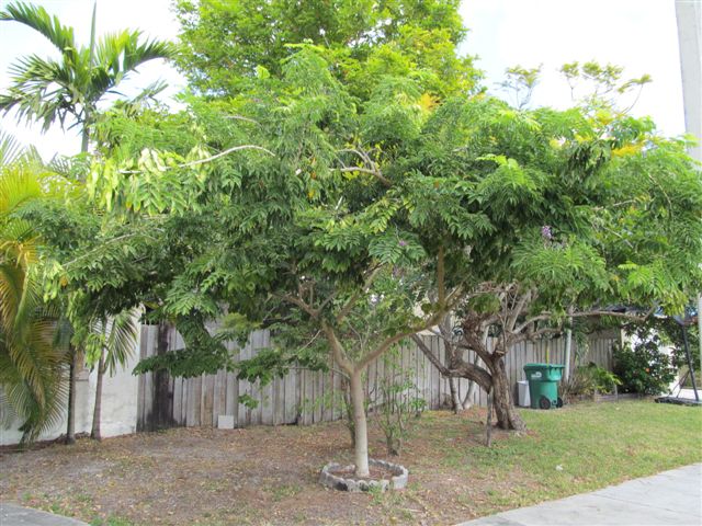 lonchocarpus-violaceus-lancepod-florida-lilac
