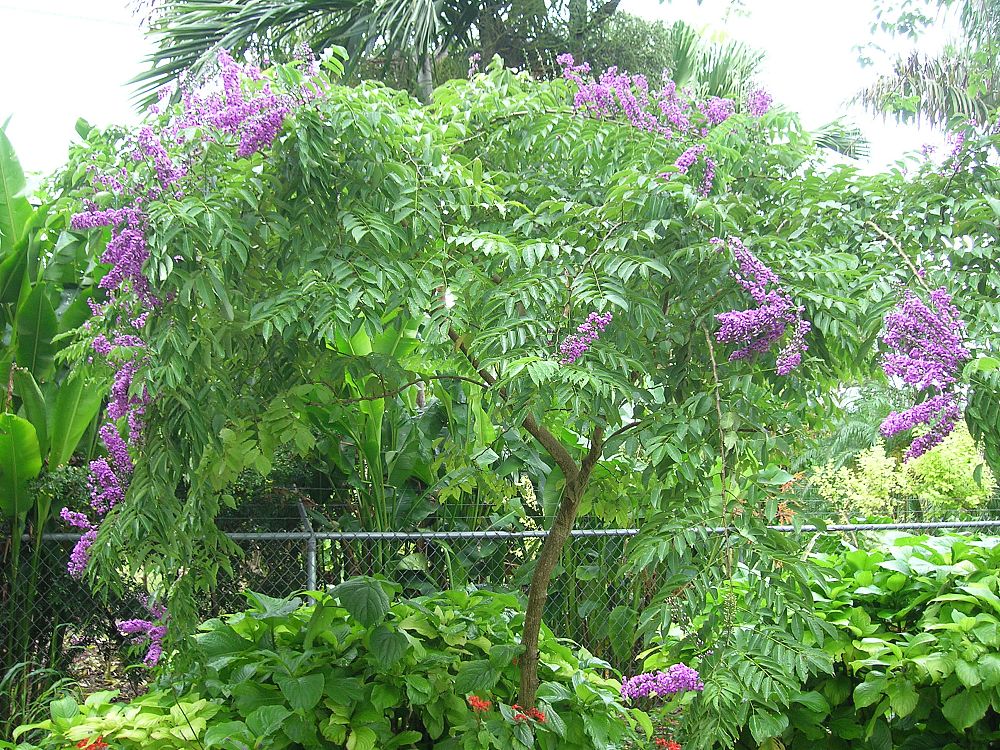 lonchocarpus-violaceus-lancepod-florida-lilac
